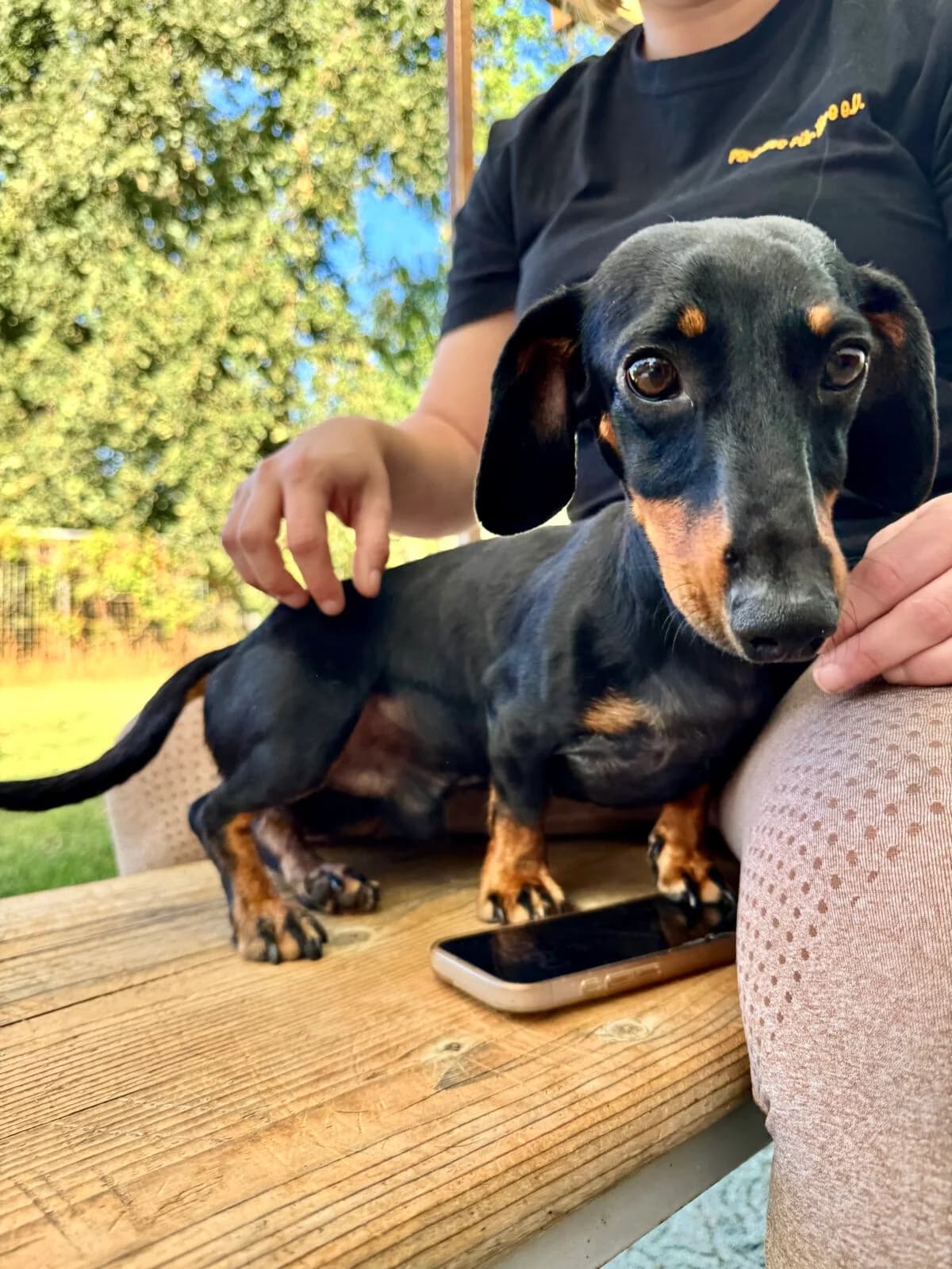 Simon, male Dachshund for adoption at Paradies für Tiere e.V., Reutlingen
