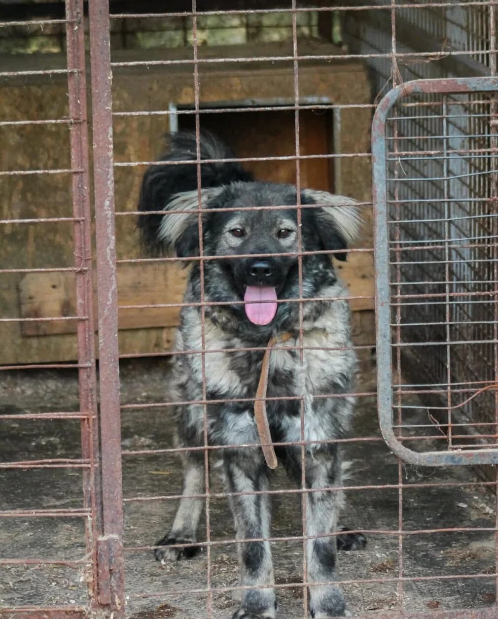Sonja, schwarz female 3yo Mixed Breed for adoption at Paradies für Tiere e.V., Reutlingen