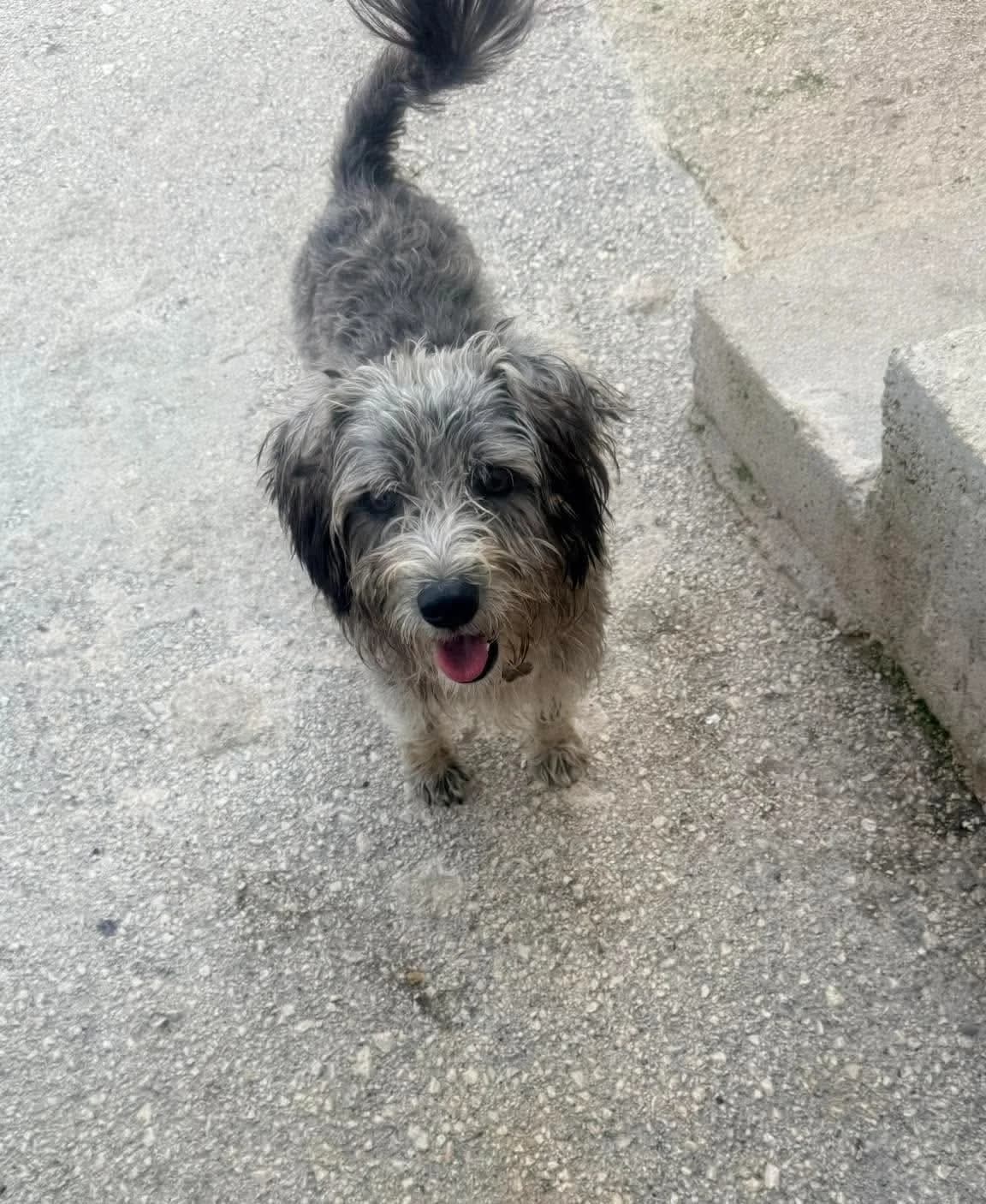 Strolch, male 3yo Mixed Breed for adoption at Paradies für Tiere e.V., Reutlingen