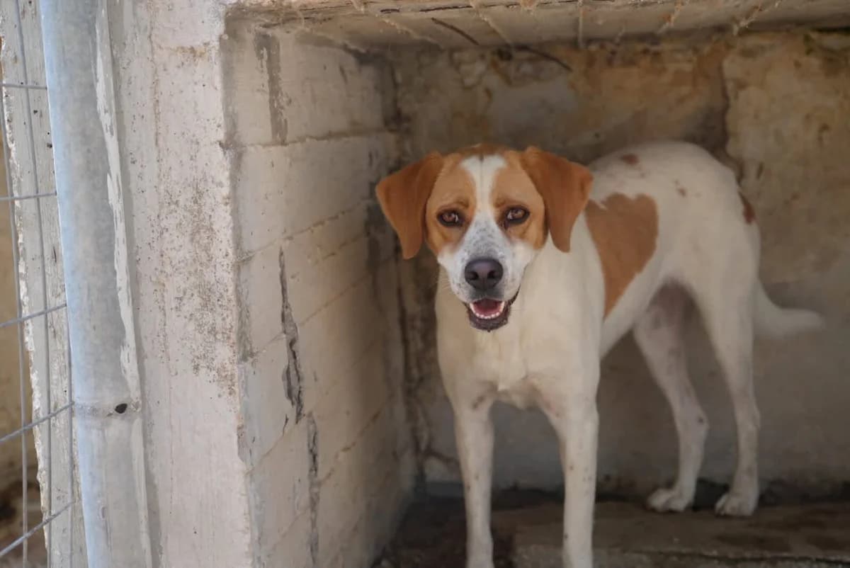 Tamina, female 3yo Mixed Breed for adoption at Paradies für Tiere e.V., Reutlingen