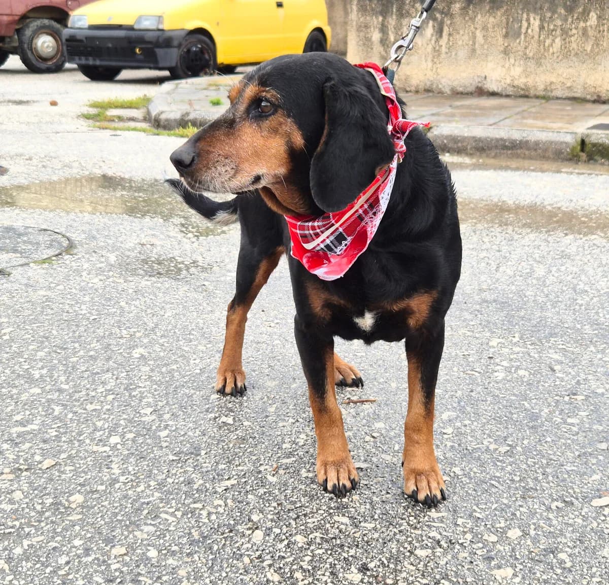 Trudi, female senior Mixed Breed for adoption at Paradies für Tiere e.V., Reutlingen