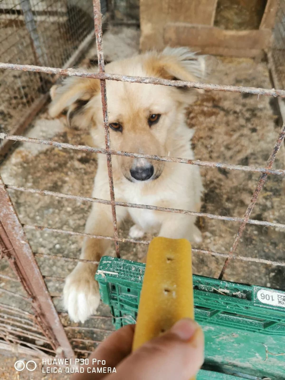 Vanilla, female 4yo Mixed Breed for adoption at Paradies für Tiere e.V., Reutlingen