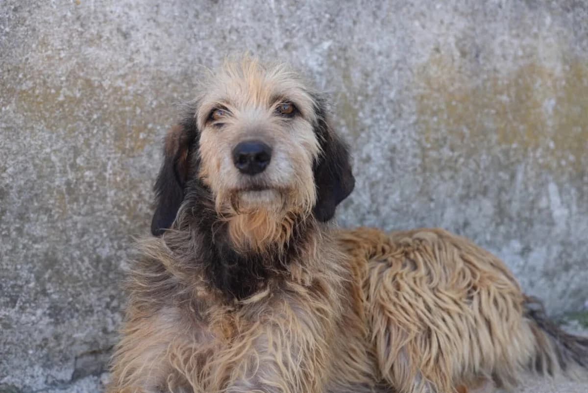 Vasia, female 5yo Mixed Breed for adoption at Paradies für Tiere e.V., Reutlingen