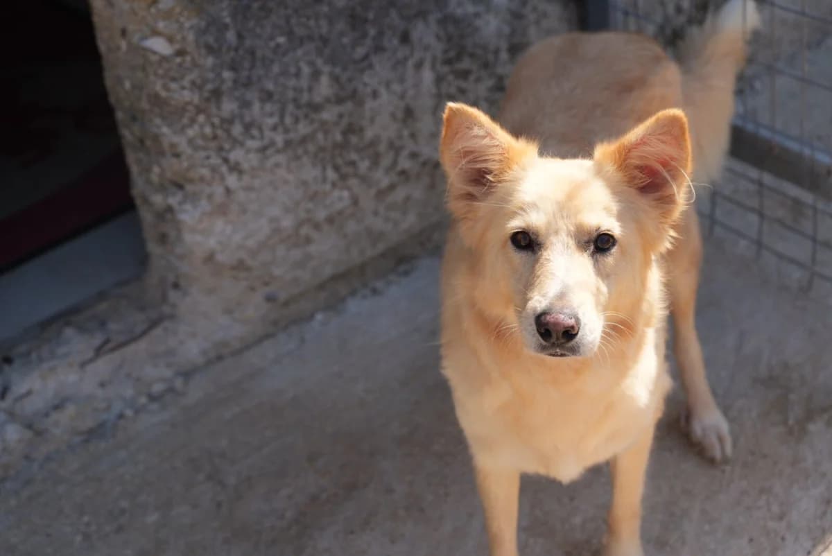Zara, female senior Mixed Breed for adoption at Paradies für Tiere e.V., Reutlingen