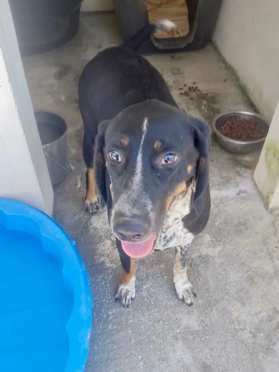 Agapi, young Mixed Breed for adoption at og:image