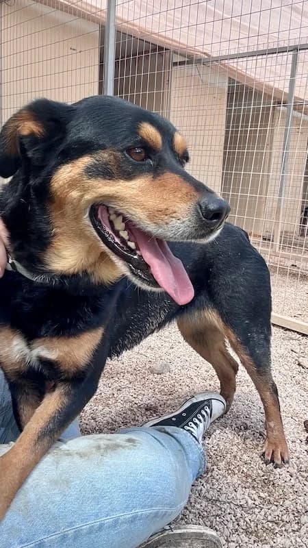 Artemis, female 5yo Mixed Breed for adoption at og:image