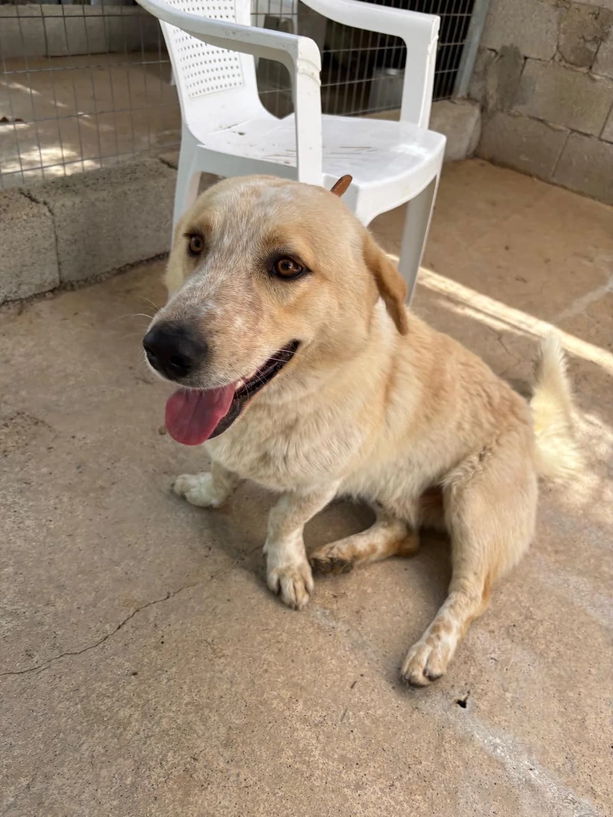 Berti, male young Mixed Breed for adoption at og:image