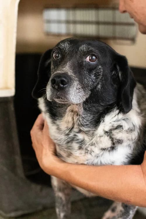 Bessie, female senior Mixed Breed for adoption at og:image