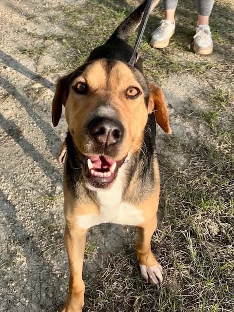 Buddy, male 4yo Mixed Breed for adoption at og:image