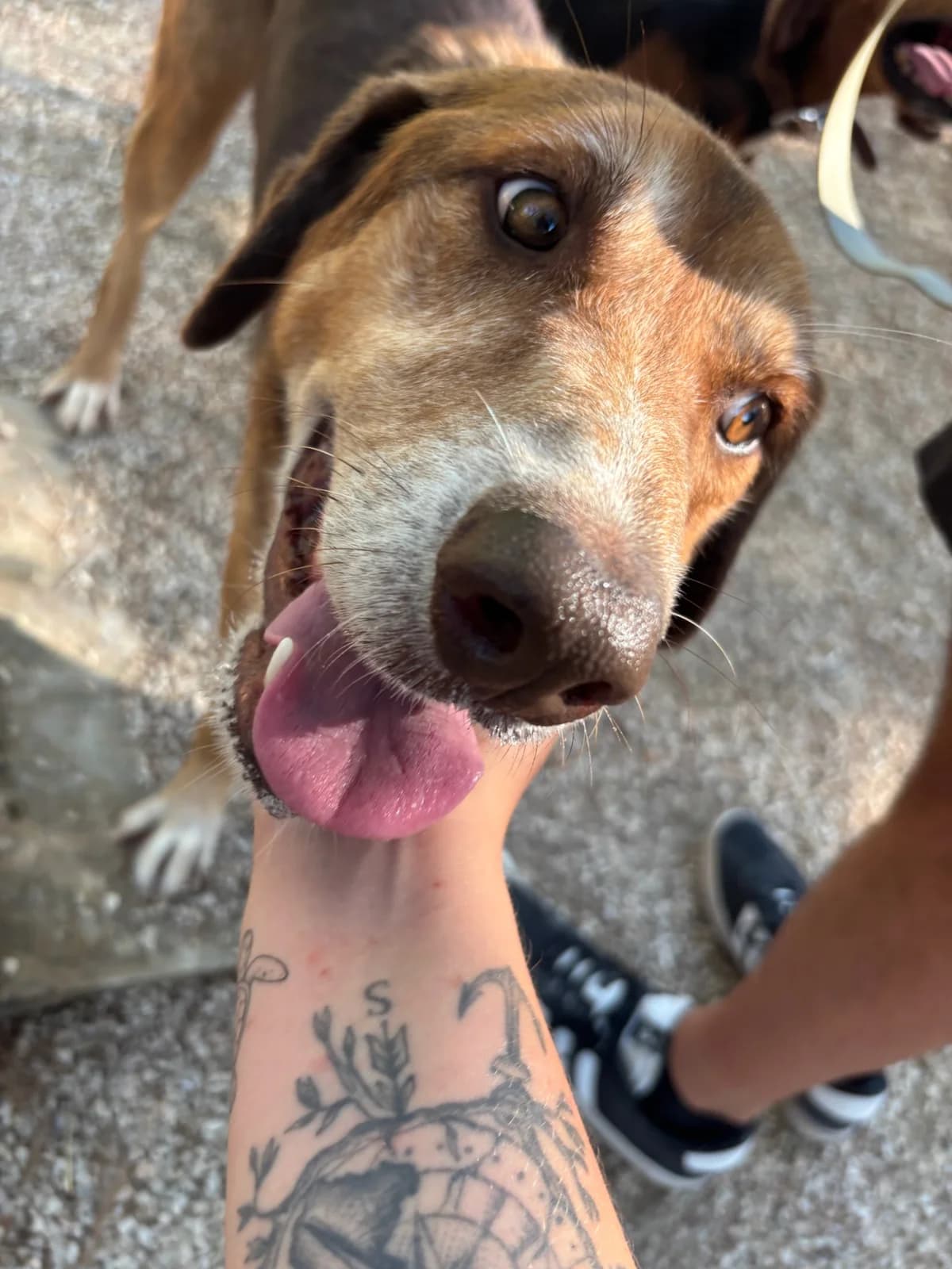 Fire, male 4yo Mixed Breed for adoption at og:image