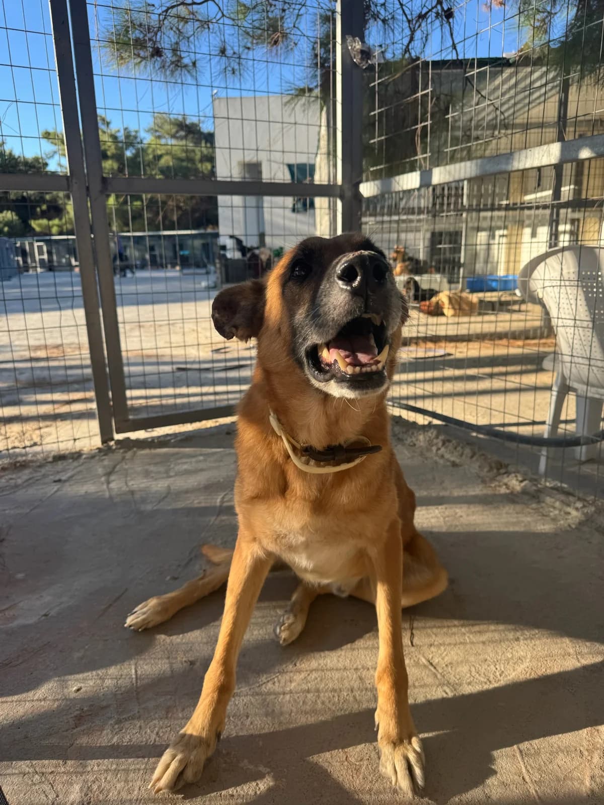 Matouk, male 6yo Mixed Breed for adoption at og:image