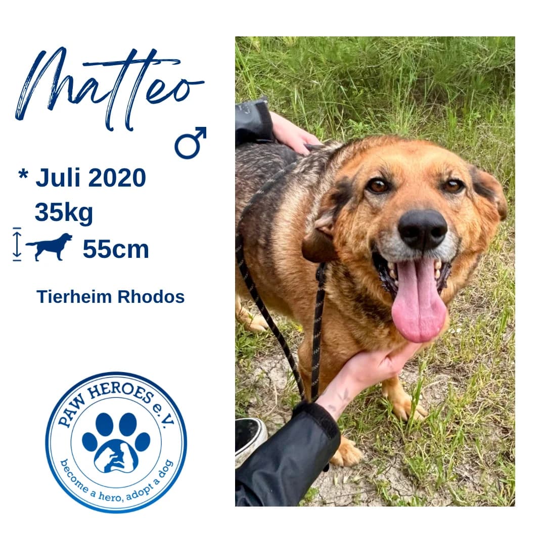 Matteo, female 6yo Mixed Breed for adoption at og:image