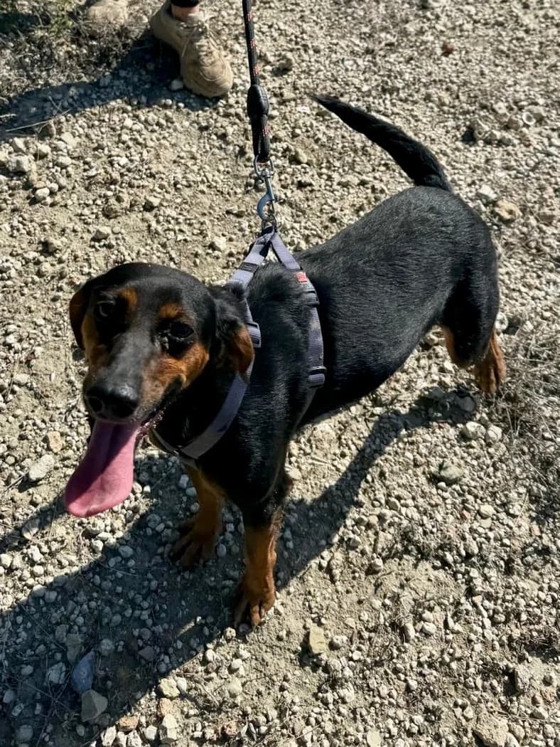 Mona, female 3yo Mixed Breed for adoption at og:image
