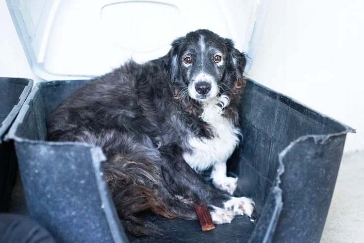 Panda, senior Mixed Breed for adoption at og:image