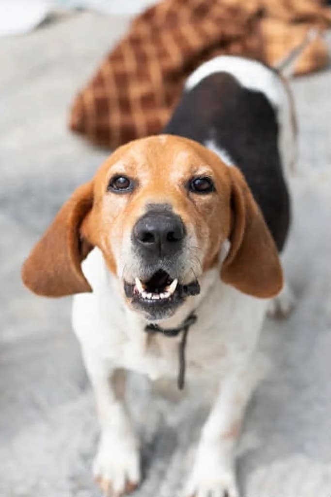 Pavlos, male senior Mixed Breed for adoption at og:image