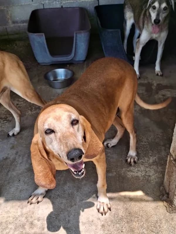 Queenie, female senior Mixed Breed for adoption at og:image