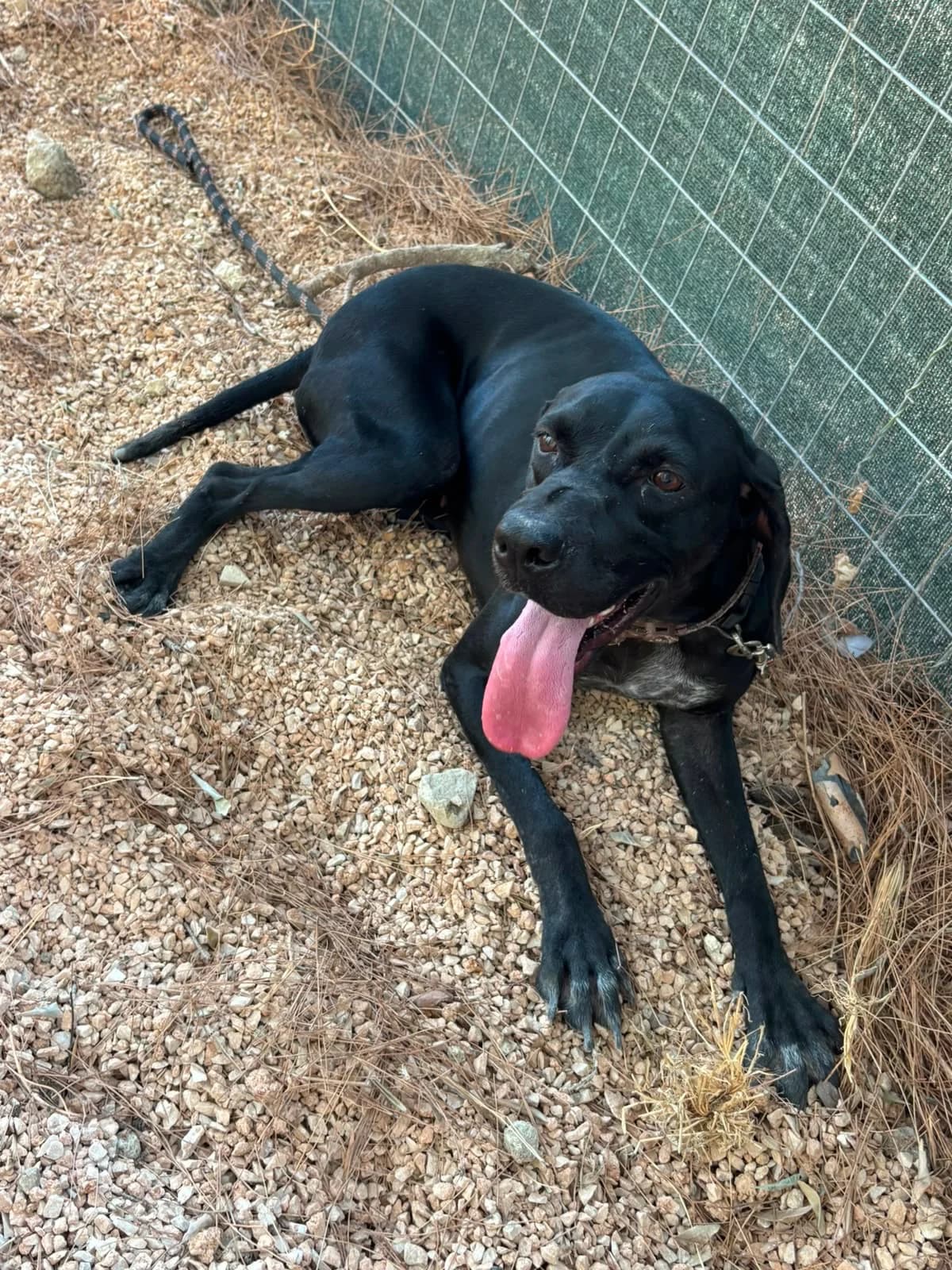 Raya, 5yo Mixed Breed for adoption at og:image
