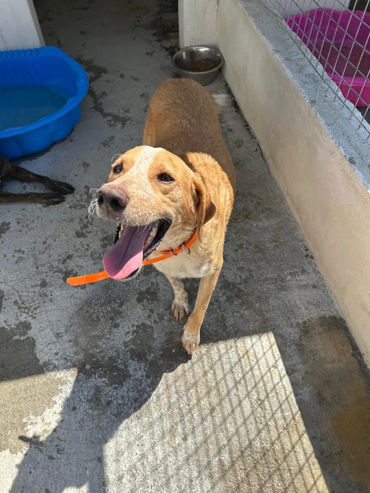 Smile, male 5yo Mixed Breed for adoption at og:image