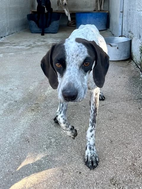 Tessa, female 5yo Mixed Breed for adoption at og:image