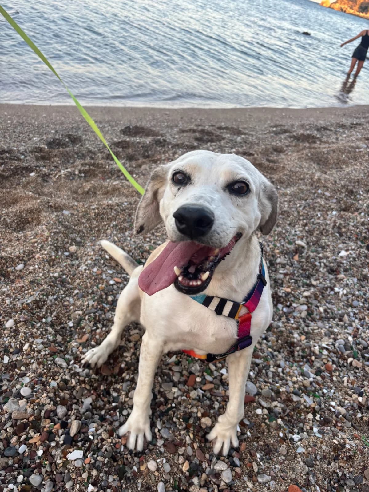 Tine, sand male senior Mixed Breed for adoption at og:image