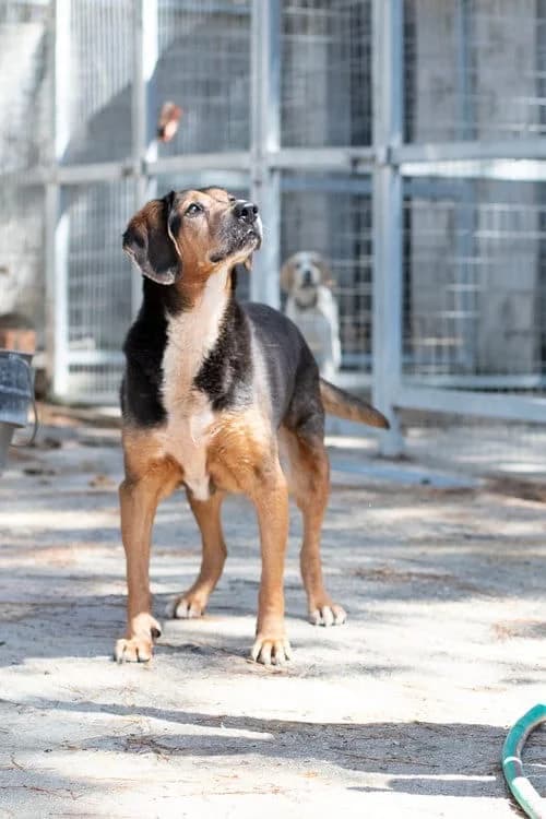 Youla, female senior Mixed Breed for adoption at og:image