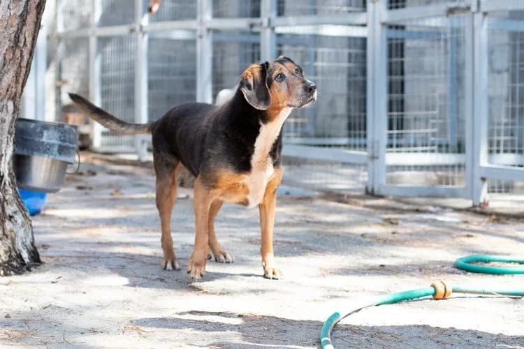 Youla, female senior Mixed Breed for adoption at og:image