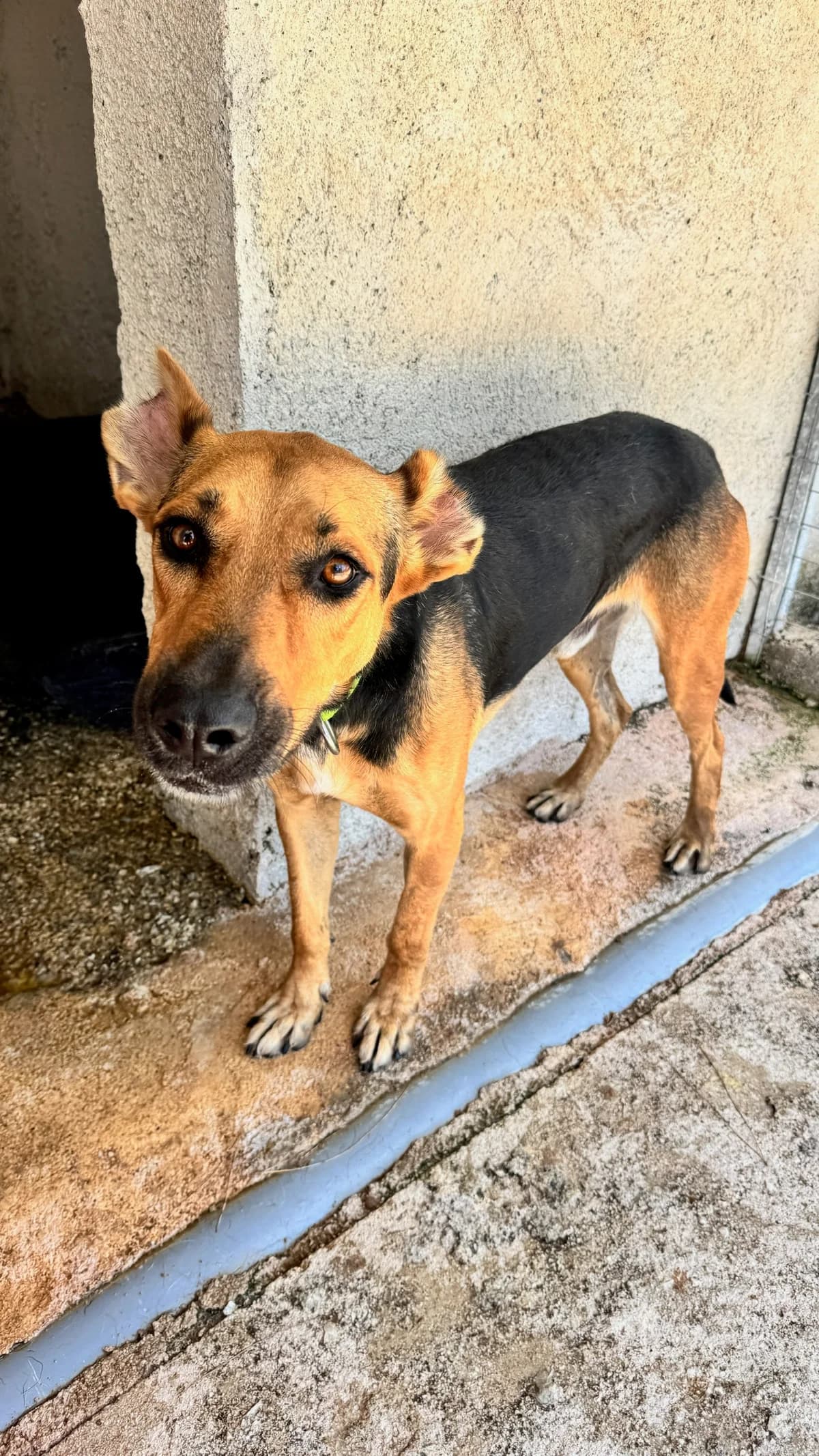 Zeus, male young Mixed Breed for adoption at og:image