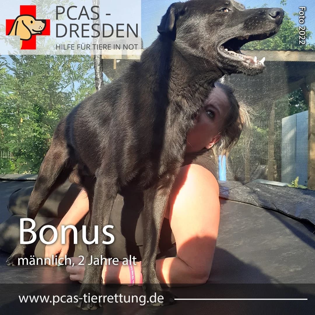 Bonus, Mixed Breed for adoption at PCAS Dresden e.V., Dresden