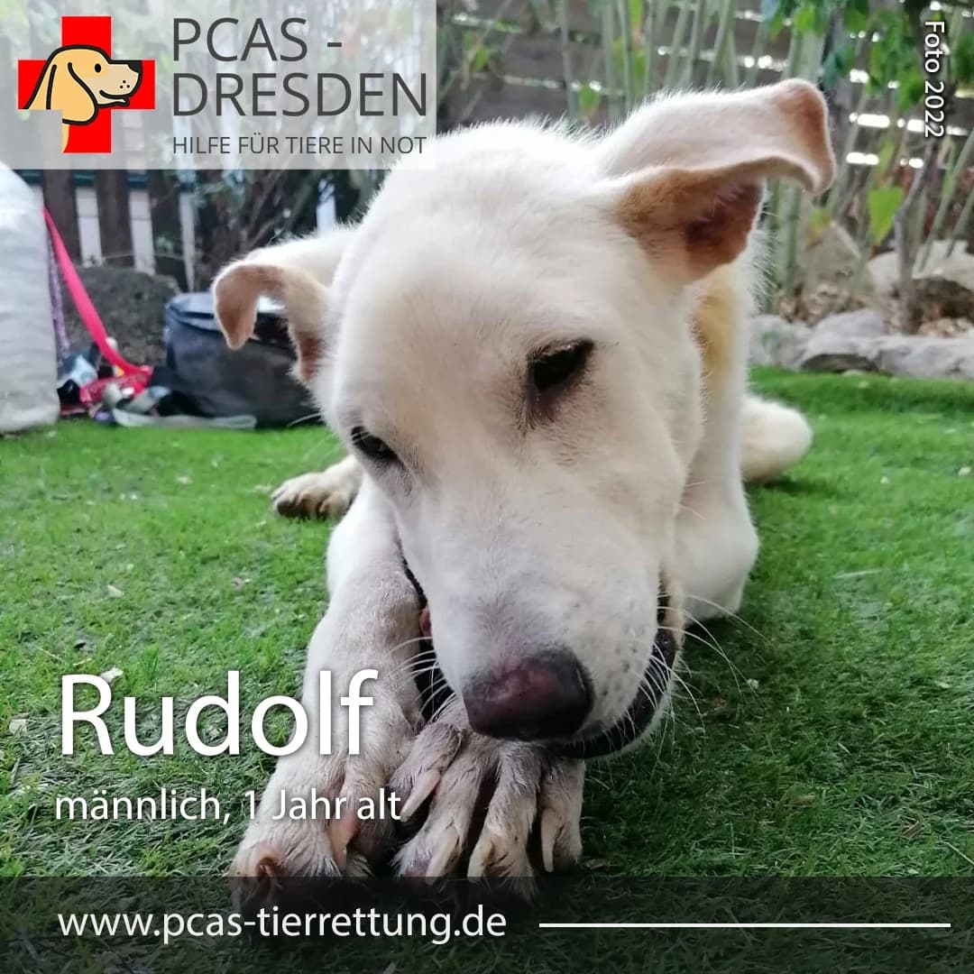 Rudolf, Mixed Breed for adoption at PCAS Dresden e.V., Dresden