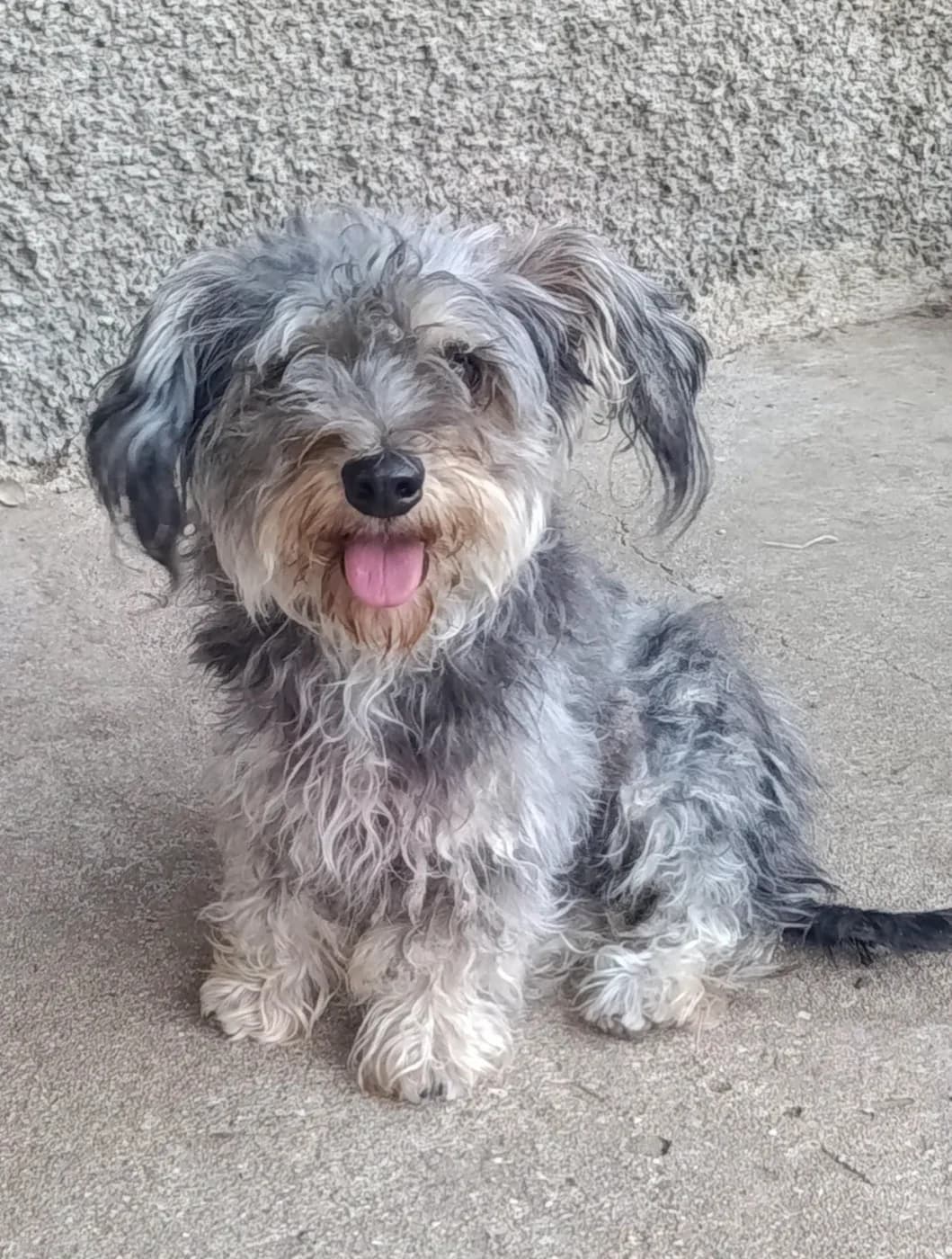 Batis, male puppy Yorkshire Terrier for adoption at PetAngels gGmbH, Hamburg