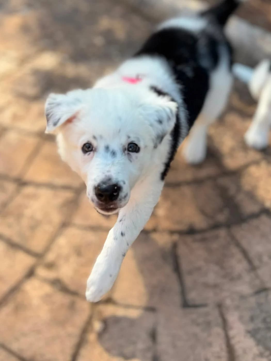 Bella, female puppy Border Collie for adoption at PetAngels gGmbH, Hamburg