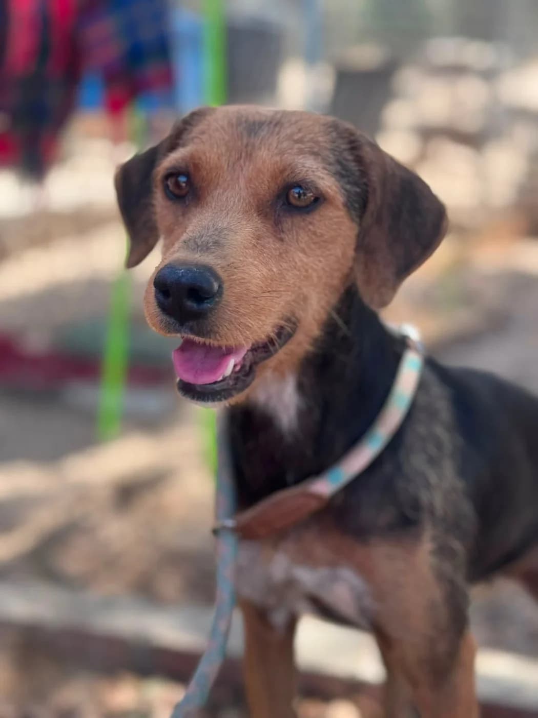 Enna, female puppy mixed breed for adoption at PetAngels gGmbH, Hamburg
