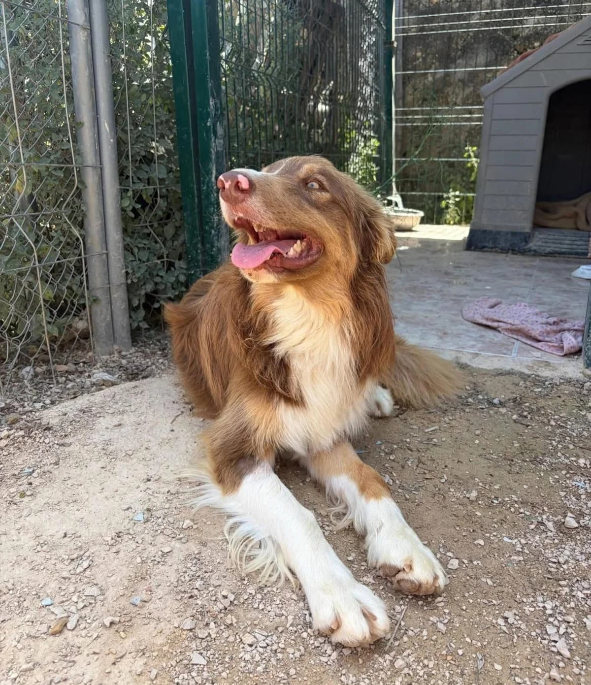 Golfo, male young Border Collie for adoption at PetAngels gGmbH, Hamburg