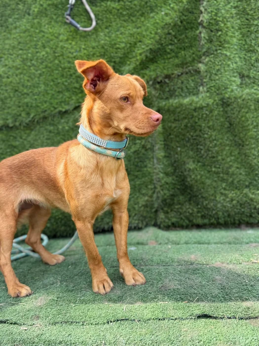 Miel, female 5yo mixed breed for adoption at PetAngels gGmbH, Hamburg
