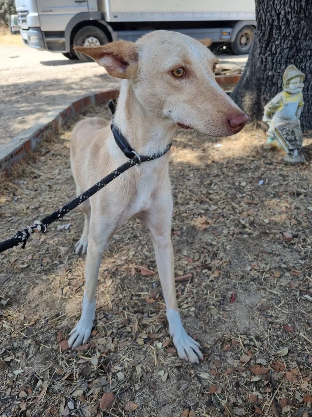Rowan, male Podenco for adoption at PetAngels gGmbH, Hamburg