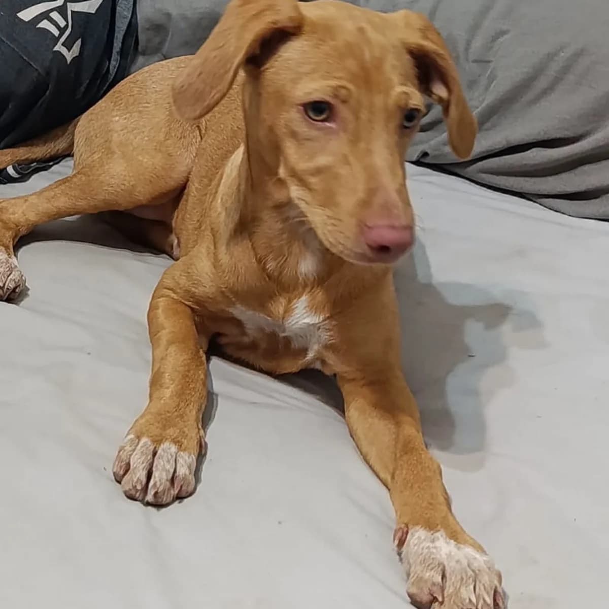 Sissi, female puppy Podenco for adoption at PetAngels gGmbH, Hamburg