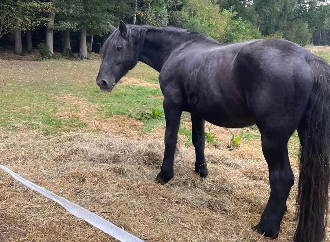 Carella, female senior Mixed Breed for adoption at Pferde und Esel in Not