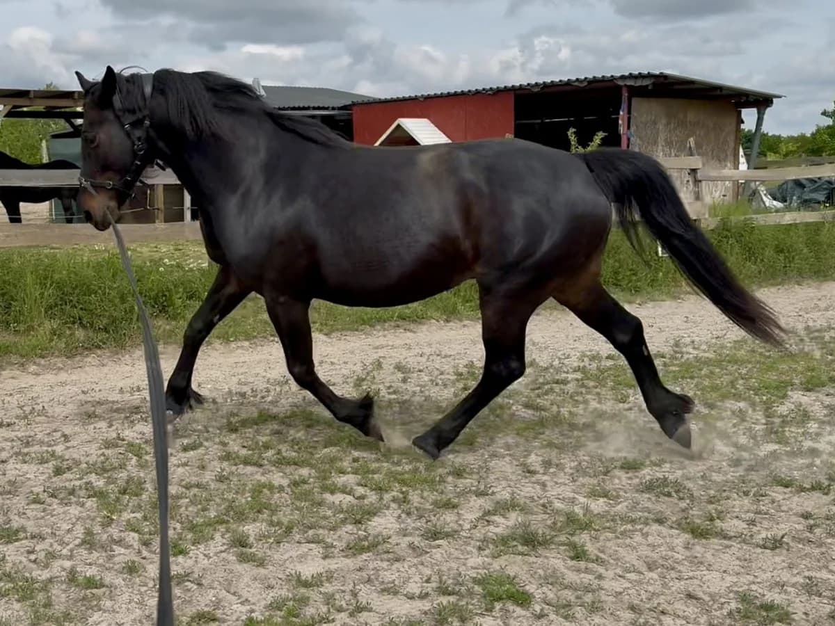 Fagur, male senior Mixed Breed for adoption at Pferde und Esel in Not