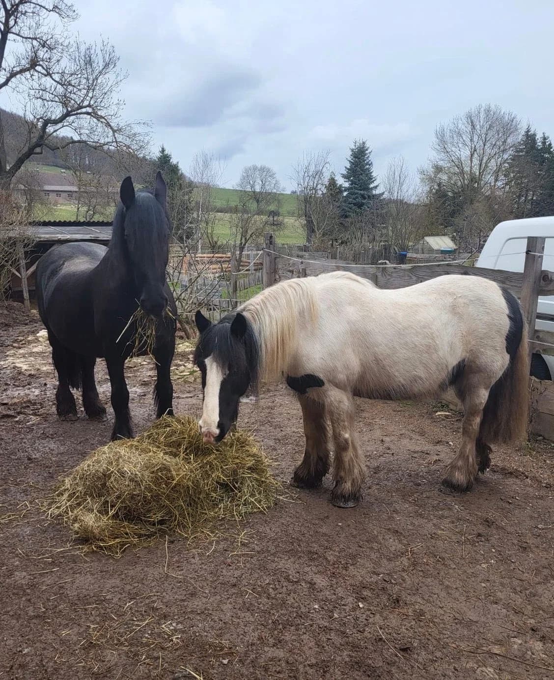 Violette & Mathilda suchen ein neues Zuhause, senior Mixed Breed for adoption at Pferde und Esel in Not