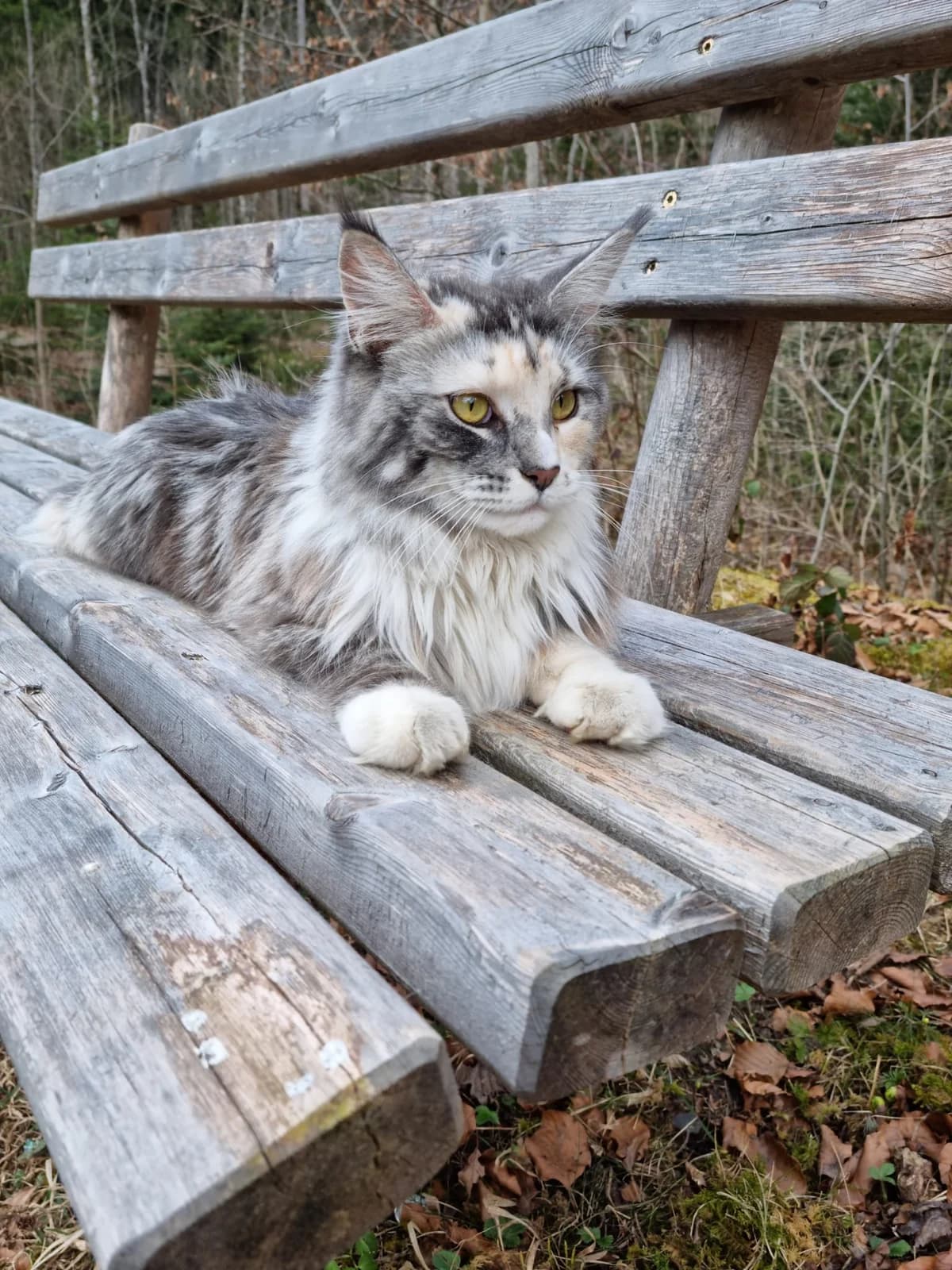 Tinkerbell & Gerti, 7yo Mixed Breed for adoption at Pfötchenhilfe Loisachtal e.V., Benediktbeuern