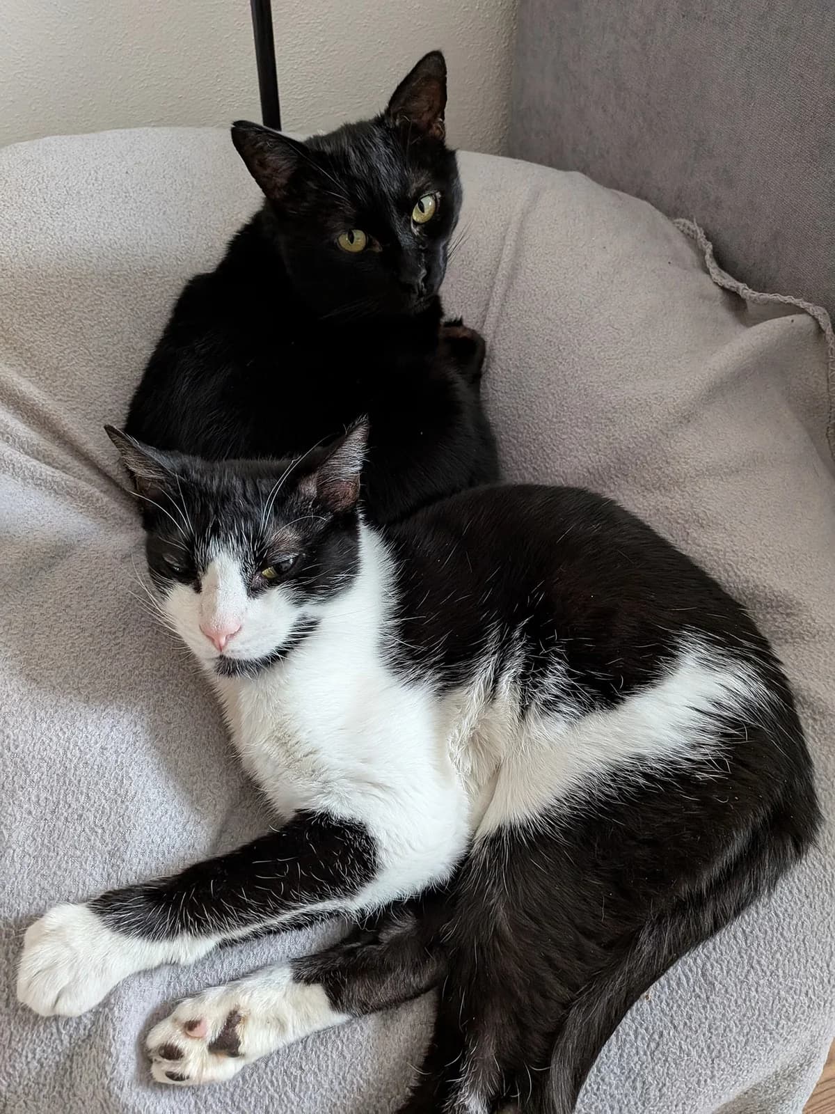 Melfi & Gines, schwarz male Mixed Breed for adoption at Pfötchenhilfe Loisachtal e.V., Benediktbeuern