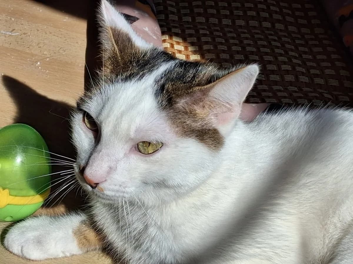 Novo, male young Mixed Breed for adoption at Pfötchenhilfe Loisachtal e.V., Benediktbeuern