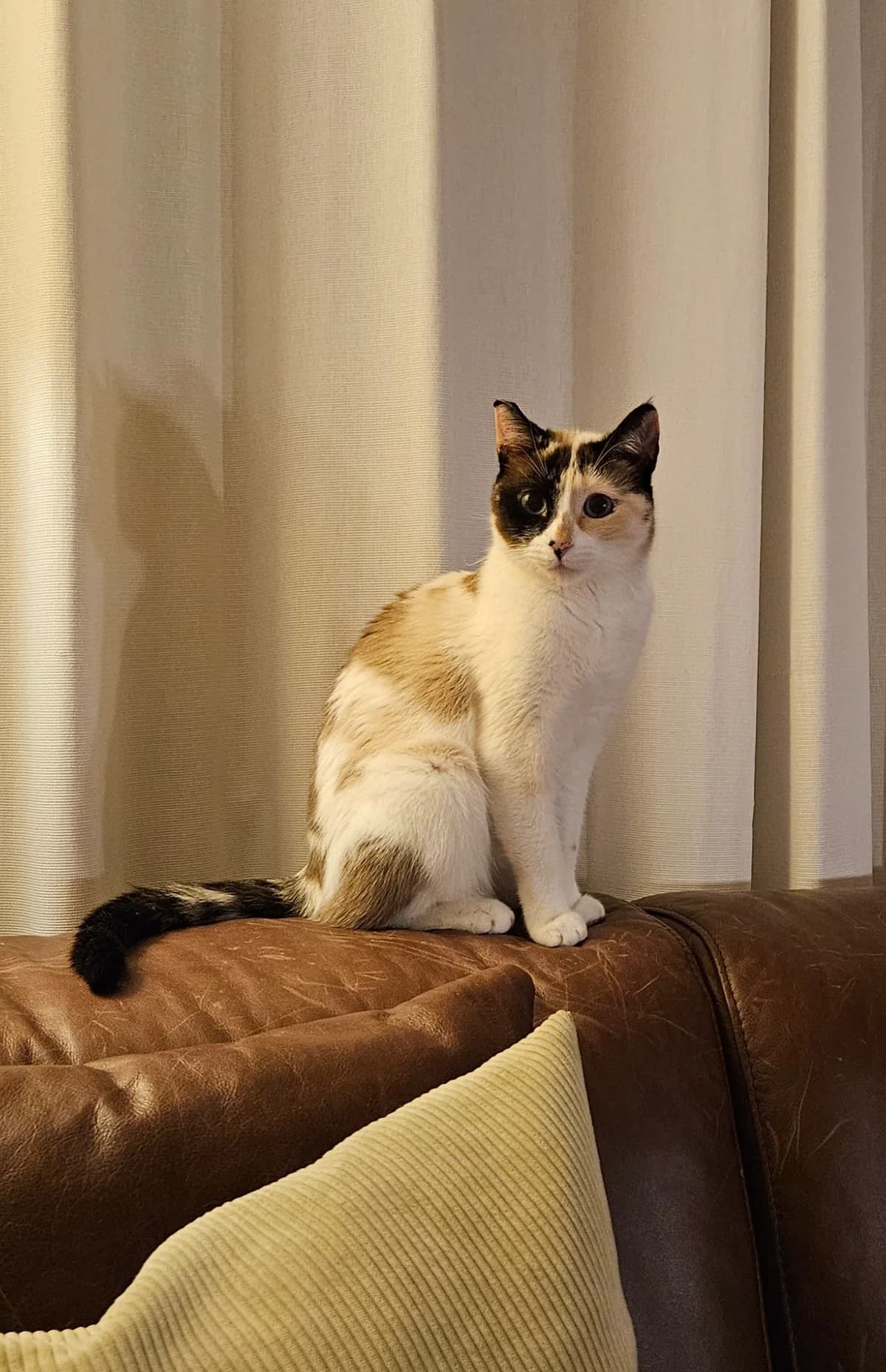 Maya, 3yo Mixed Breed for adoption at Pfötchenhilfe Loisachtal e.V., Benediktbeuern