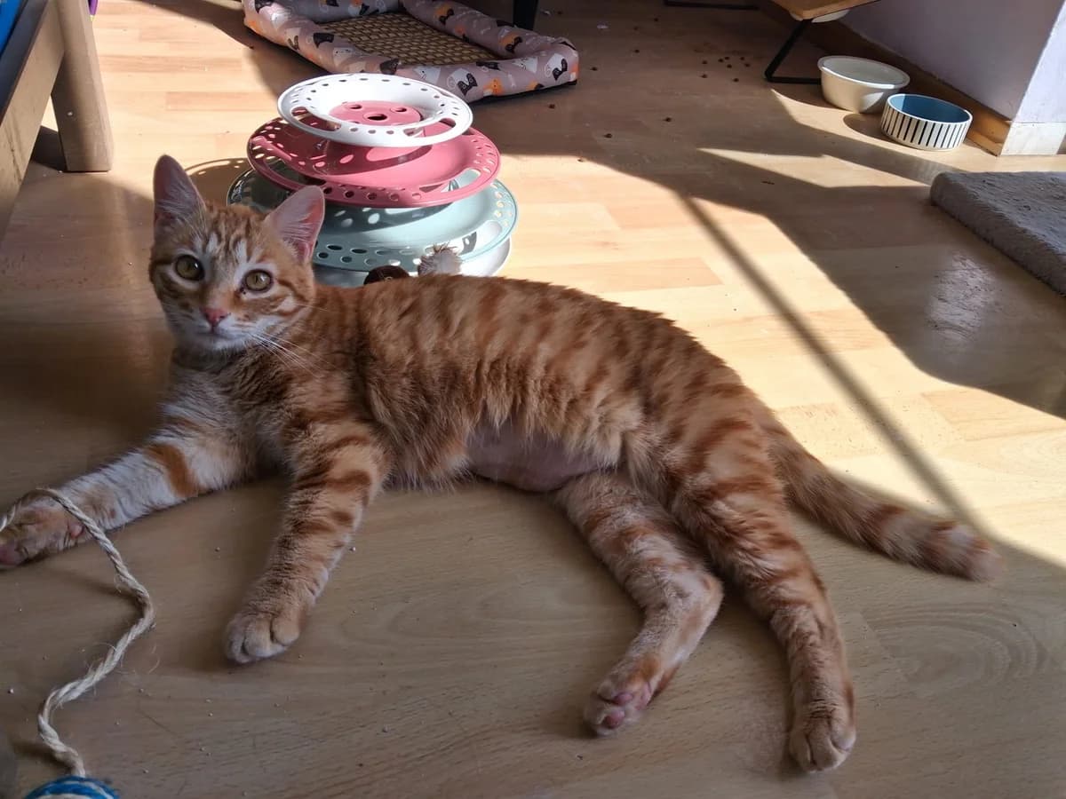 Sines, rot young Mixed Breed for adoption at Pfötchenhilfe Loisachtal e.V., Benediktbeuern