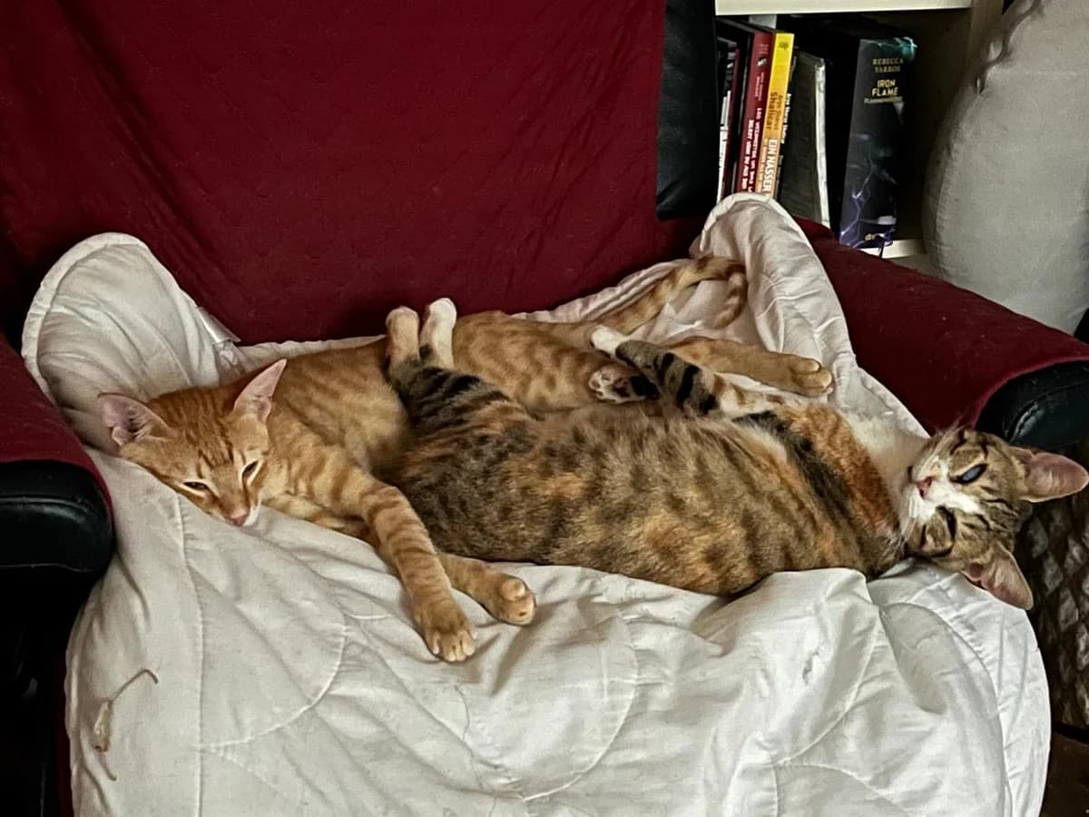 Sissy & Max, male Mixed Breed for adoption at Pfötchenhilfe Loisachtal e.V., Benediktbeuern
