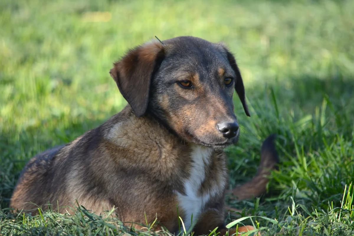 Jody (Hündin), female 3yo Mixed Breed for adoption at Pföttchenretter mit Herz e.V., Leichlingen