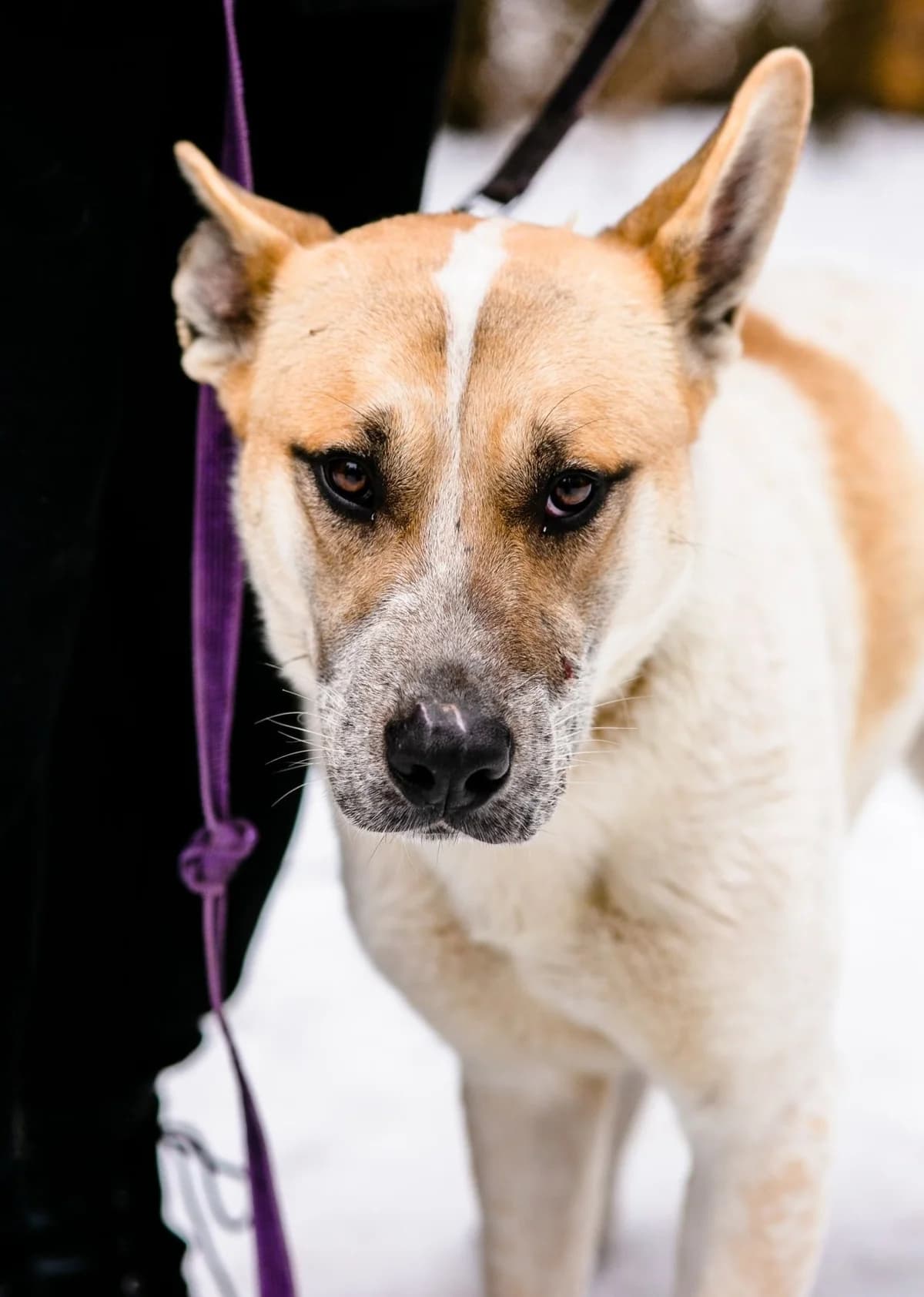 Beethoven, female 4yo Mixed Breed for adoption at Pföttchenretter mit Herz e.V., Leichlingen