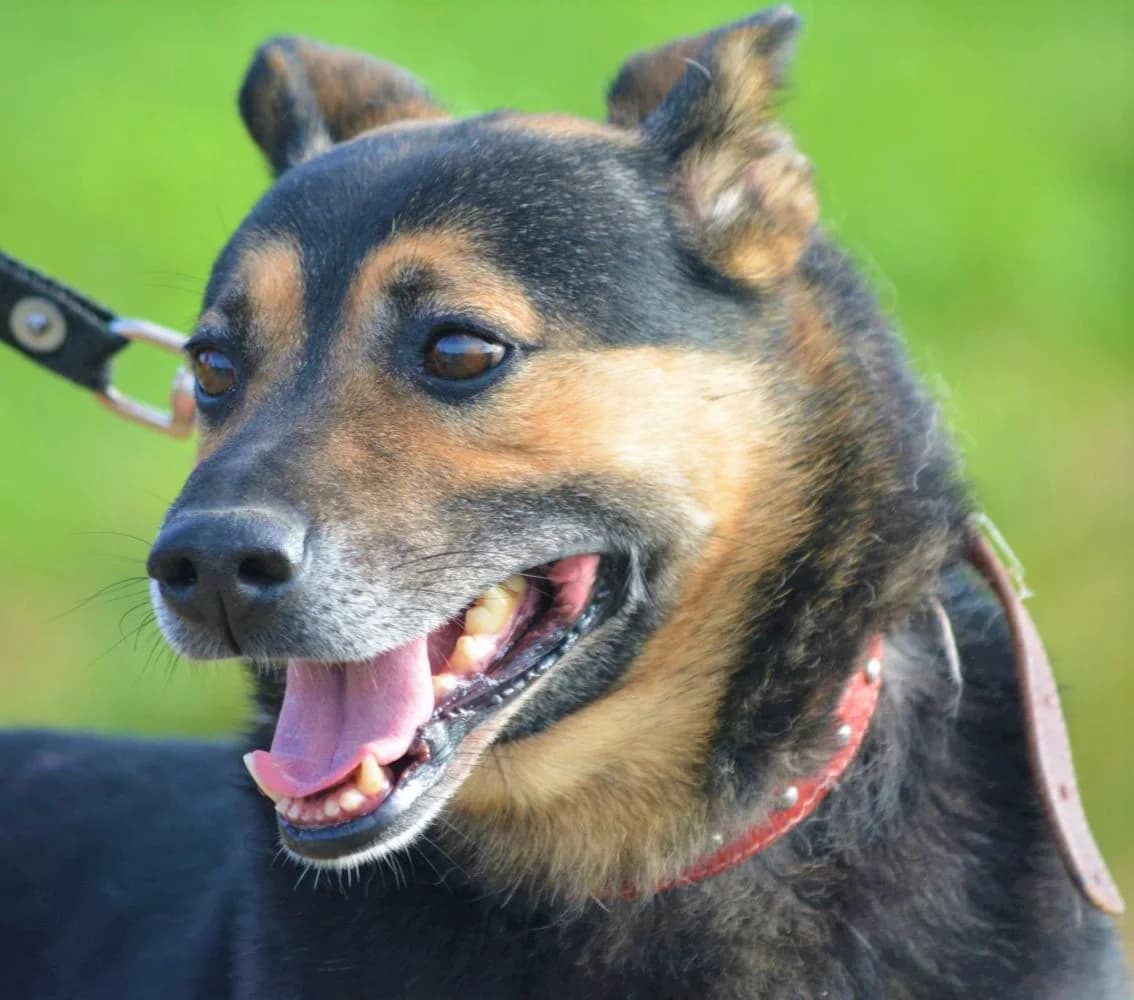 Nutek, male senior Mixed Breed for adoption at Pföttchenretter mit Herz e.V., Leichlingen