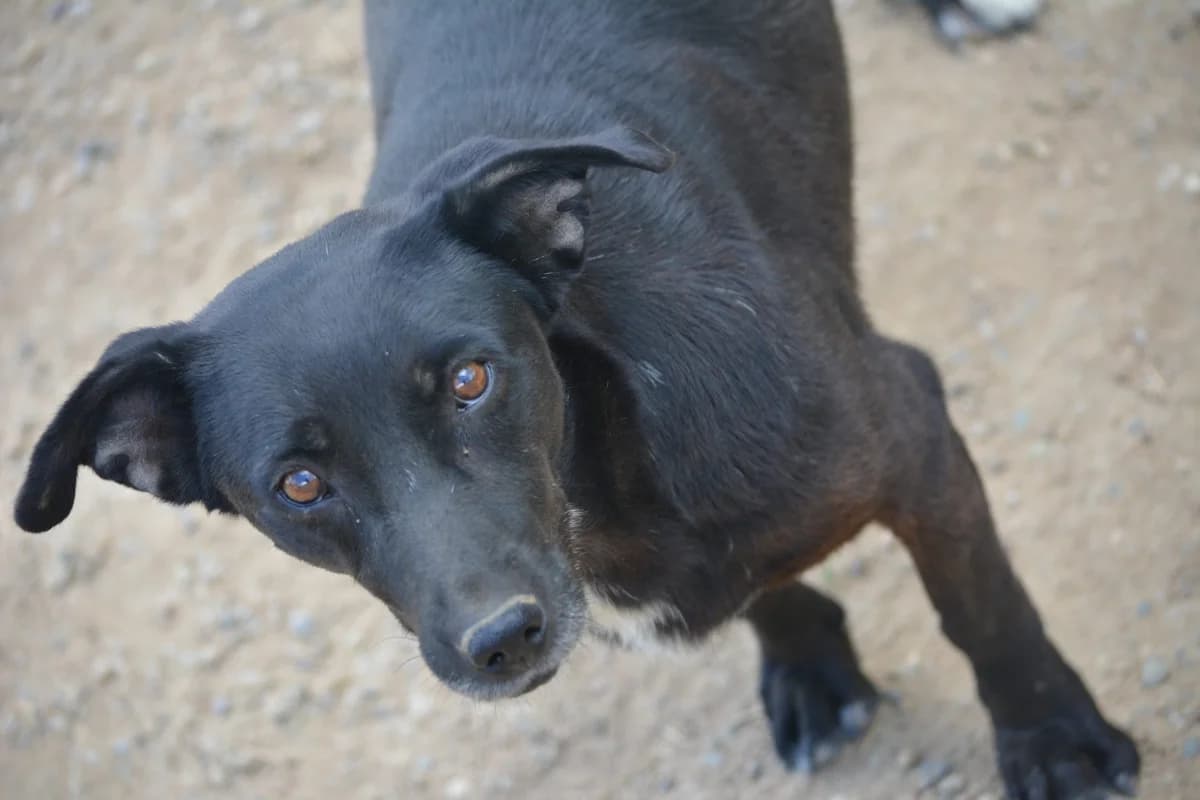 Frida, female 4yo Mixed Breed for adoption at Pföttchenretter mit Herz e.V., Leichlingen