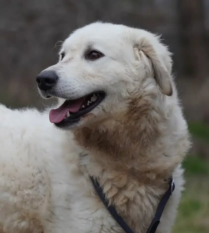Bianka, female 4yo Mixed Breed for adoption at Pföttchenretter mit Herz e.V., Leichlingen